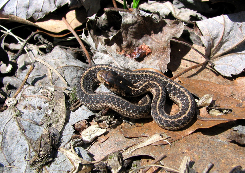 Garter snake (Thamnophis sirtalis). Credit: Betsy Leppo